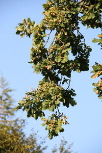 IMG 5700